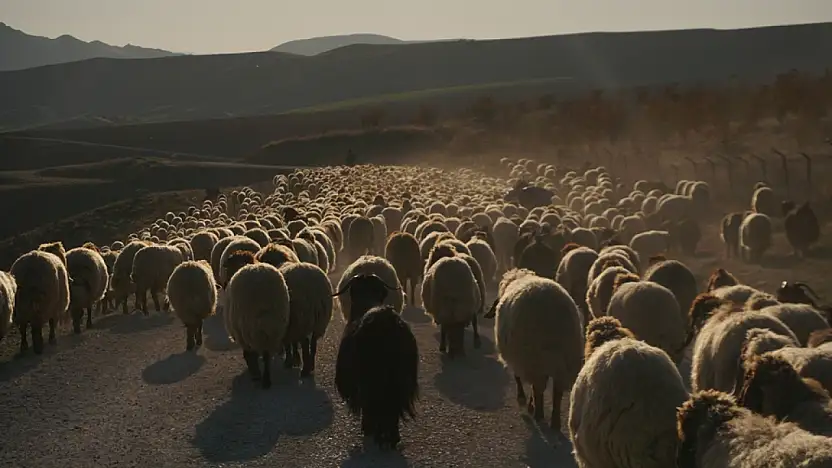 Göçerlerin Dönüş Yolculuğu Başladı: Sürüler Siirt'in Yolunu Tutuyor