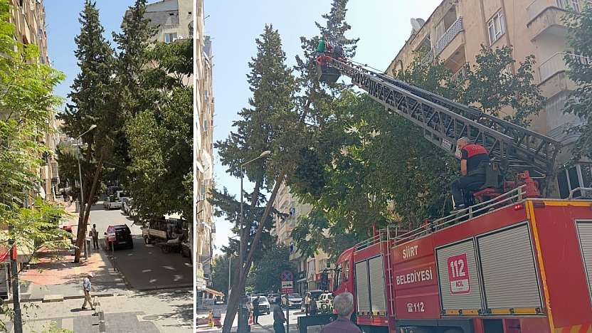 Haberimiz Ses Getirdi! Bahçelievler'de Tehlike Arz Eden Ağaç Kesildi