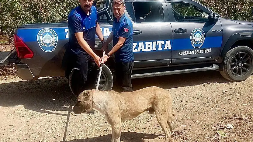 Kurtalan'da Başıboş Köpekler Toplandı