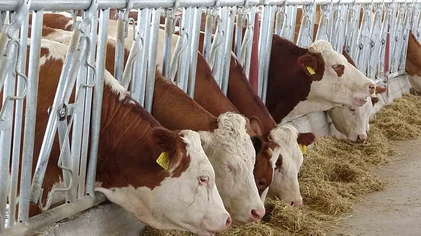 Kurtalan'da Şap Alarmı: Bir Köyde Daha Hastalık Tespit Edildi, Karantina Genişletildi