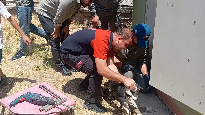 Kurtalan'da Trafo Deliğine Sıkışan Kedi Ekiplerin Çalışmasıyla Kurtarıldı