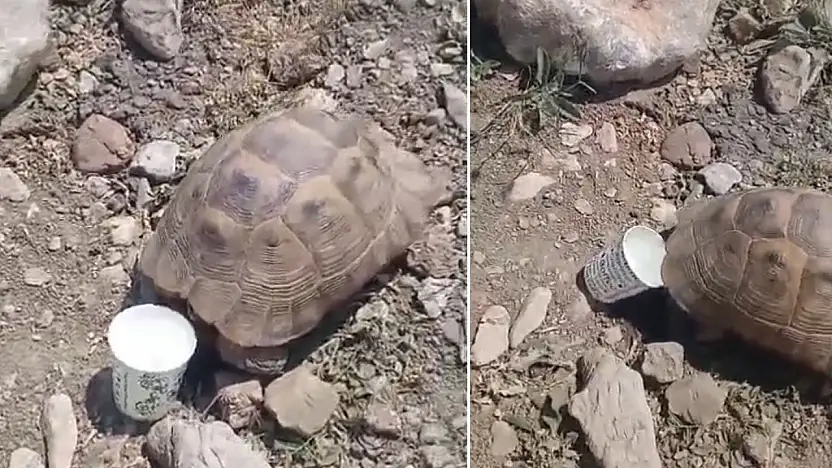 Pervari'de Sıcaktan Bunalan Kaplumbağaya Su Verdi