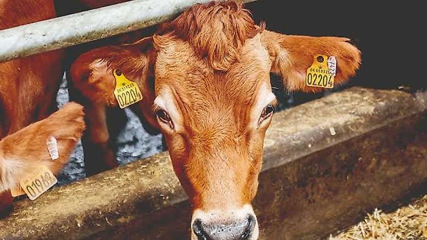 Pervari İlçe Tarım Müdürlüğü'nden Hayvan Sahiplerine Önemli Uyarı: Düşen Küpeleri Bildirin