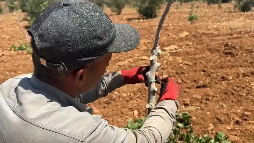 Siirt anacı üzerine, Antep fıstığı aşılanıyor: İşte nedeni