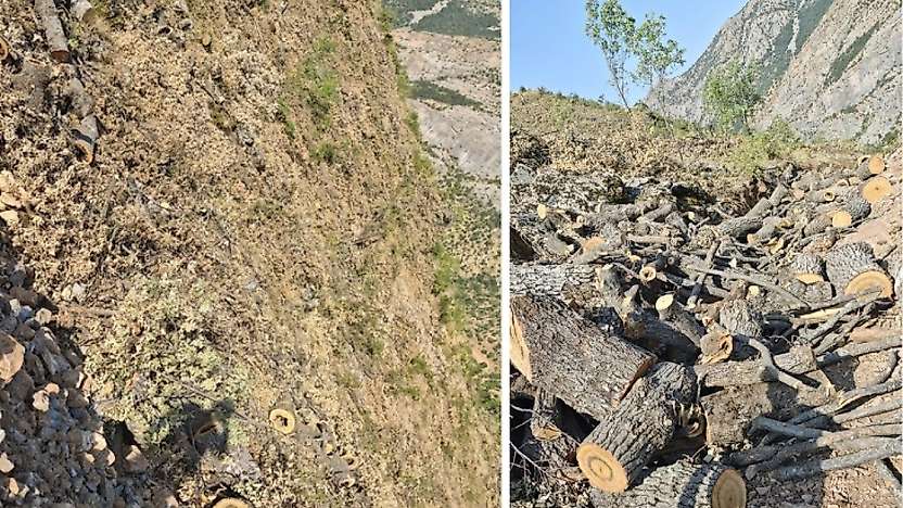 Siirt-Bitlis sınırında orman kesimine tepki: 'Doğa ve yaban hayatı zarar görüyor'