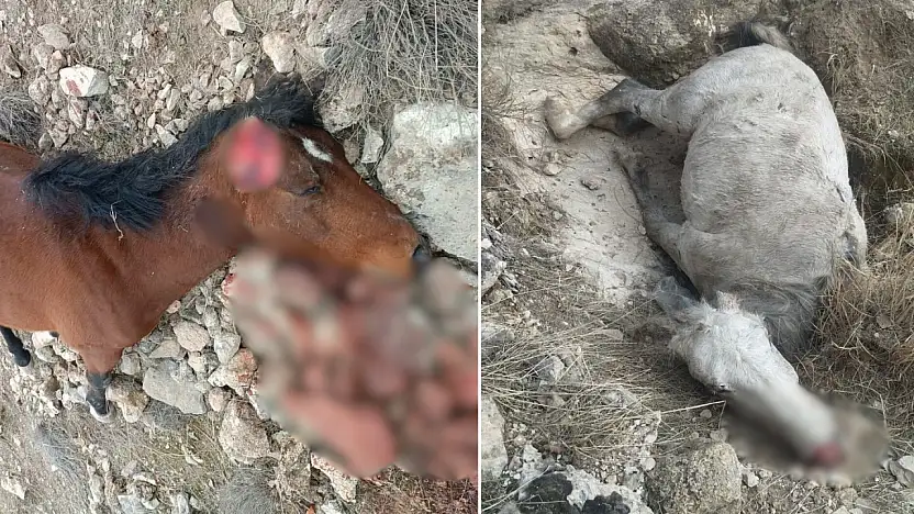 Siirt Botan Vadisi'nde 5 at katledildi