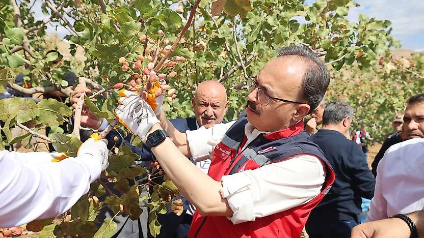 Siirt Fıstığı Festivali'nde hasat heyecanı: Vali Kızılkaya üreticilerle buluştu