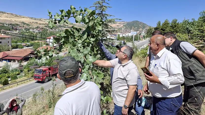 Siirt Fıstığı İçin Bir İl Daha Harekete Geçti: 600 Ağaç Daha Aşılandı