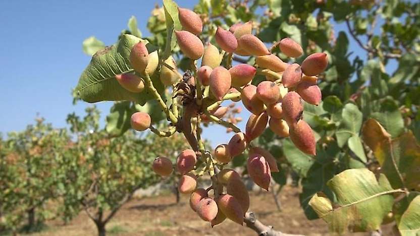 Siirt Fıstığında Fiyat Düştü: 800 TL'den 650 TL'ye Geriledi