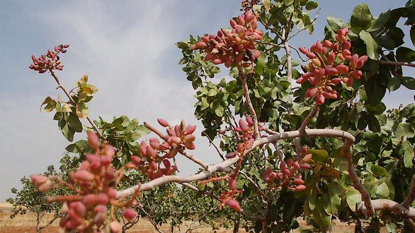 Siirt Fıstığının Geleceği İçin Kritik Buluşma: Çalıştayın Tarihi Belli Oldu