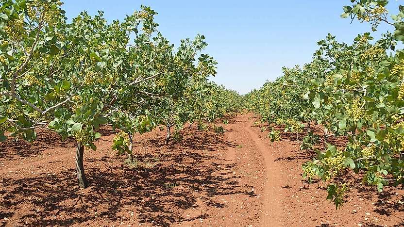 Siirt'te Hırsızlar Fıstık Bahçelerine Dadandı: Üreticiler Denetim İstiyor