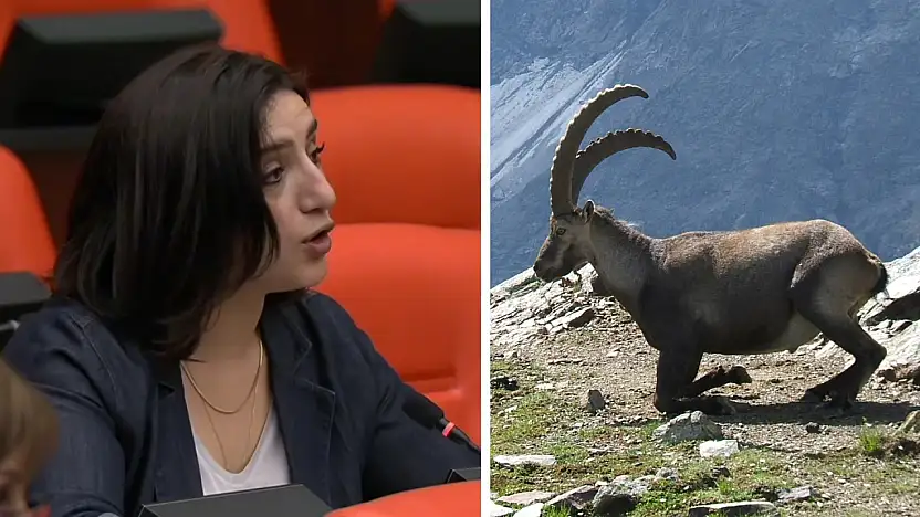 Siirt'in Yaban Keçileri Meclis Gündeminde: ''İhale Derhal İptal Edilmeli''