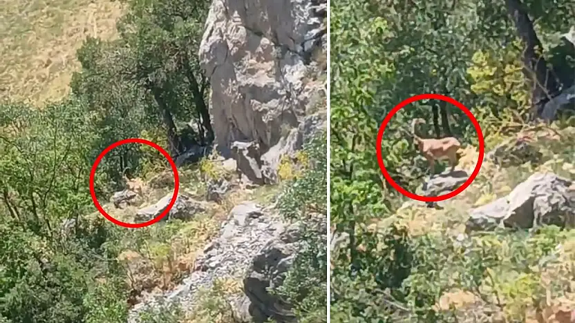Siirt'in Zirvelerinde Eşsiz An: Dağ Keçisi Cep Telefonuyla Kaydedildi