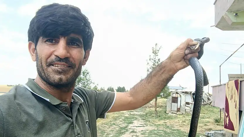 Siirt Kurtalan'da Eve Giren Yılanı Çıplak Elle Yakaladı, Doğaya Bıraktı