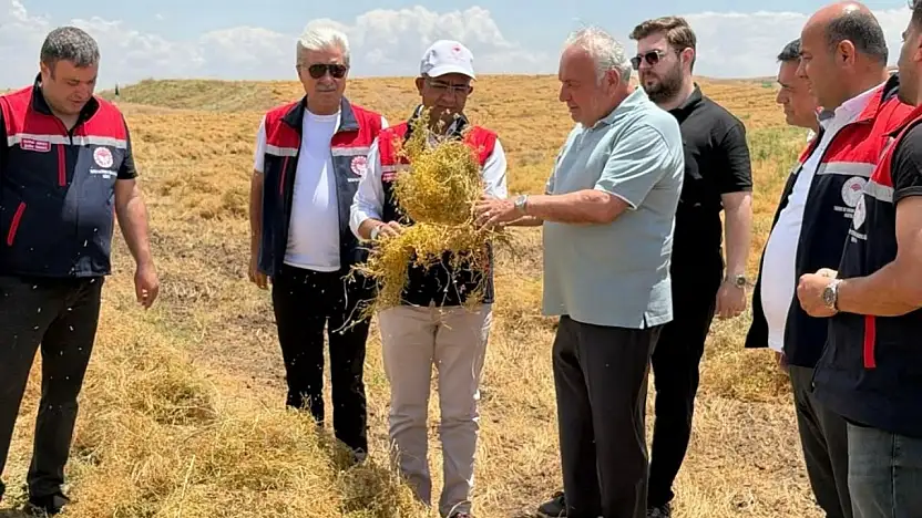 Siirt Kurtalan'da Mercimek Hasadı Başladı: Siirt Üretimde Türkiye Üçüncüsü
