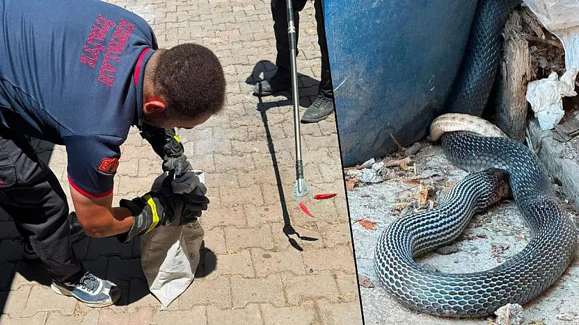 Siirt Kurtalan'da Yılan Yılanı Avladı, İtfaiye Ekipleri Müdahale Etti