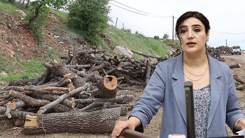 Siirt Milletvekili Sabahat Erdoğan Sarıtaş Besta ve Gabar'daki Ağaç Kesimlerini Meclis'e Taşıdı