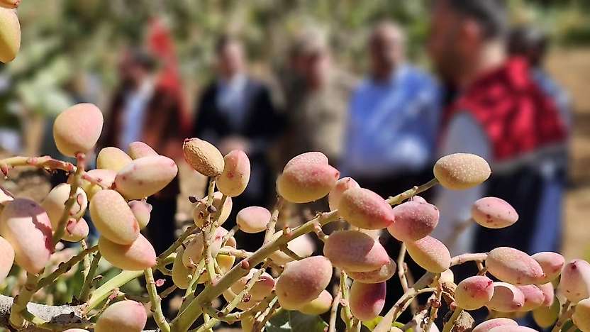 Siirt Pervari'de Fıstık Rekoltesi Dikkat Çekti: 41 Bin 500 Dekardan 4 Bin 396 Ton Üretim