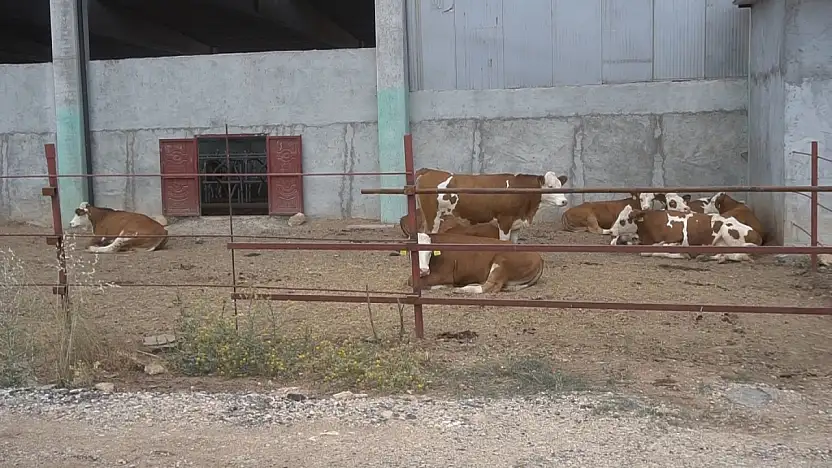 Siirt Tarım ve Orman Müdürlüğü duyurdu: Besilik sığır ithalatı başvuruları açıldı