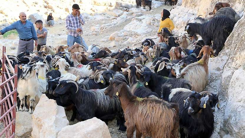 Siirt'te 1000 Keçi Suni Tohumlama ile Islah Ediliyor