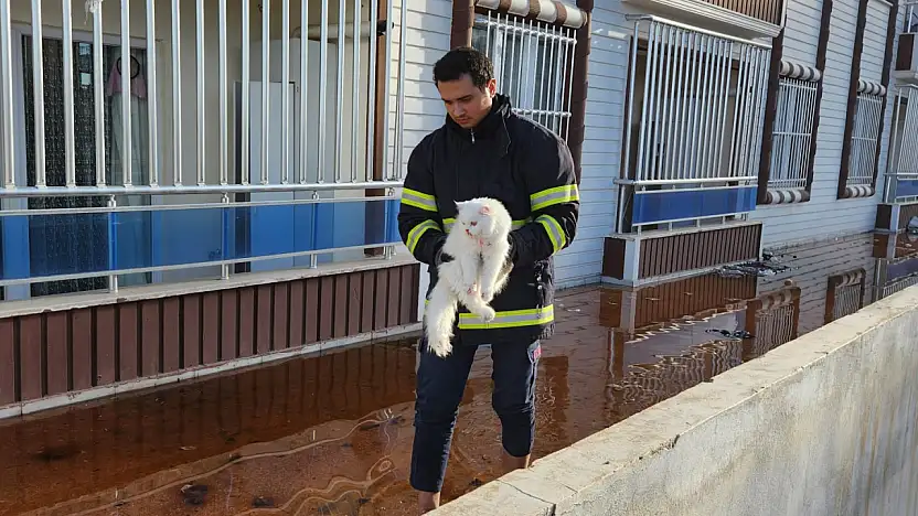 Siirt'te 7'nci Kattan Düşen Evcil Kedi İçin Ekipler Seferber Oldu