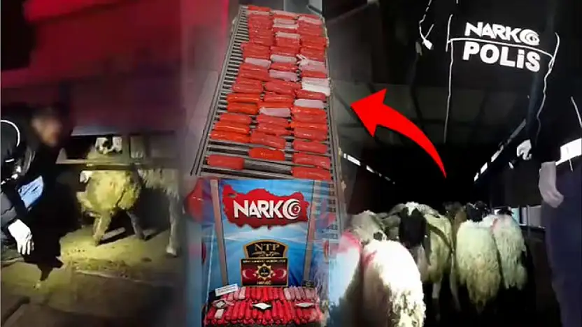 Siirt'te Akıl Almaz Operasyon! Küçükbaş Hayvanların İçinden Kilolarca Uyuşturucu Çıktı