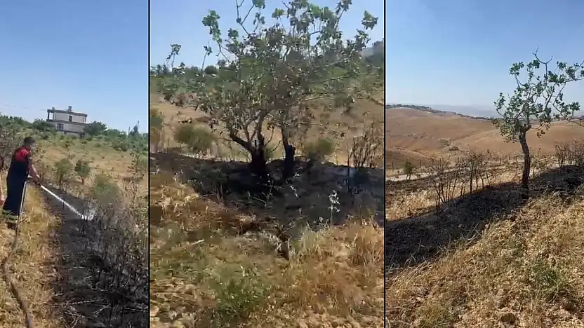 Siirt'te Anız Yangını Fıstık Bahçesine Sıçradı: 10 Ağaç Zarar Gördü
