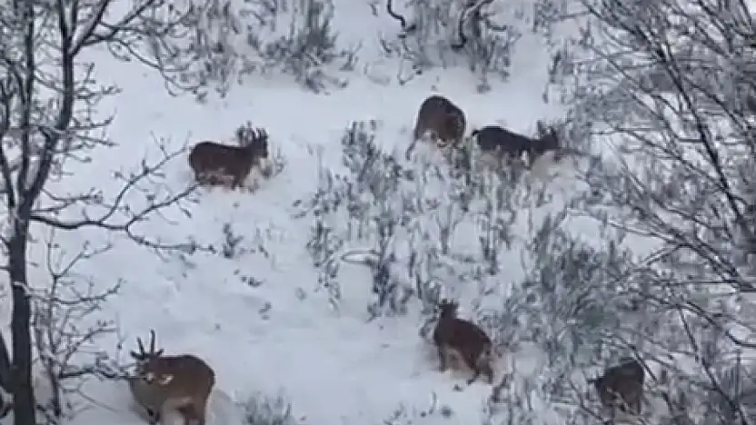 Siirt'te Avlanması Yasak Dağ Keçileri Görüntülendi