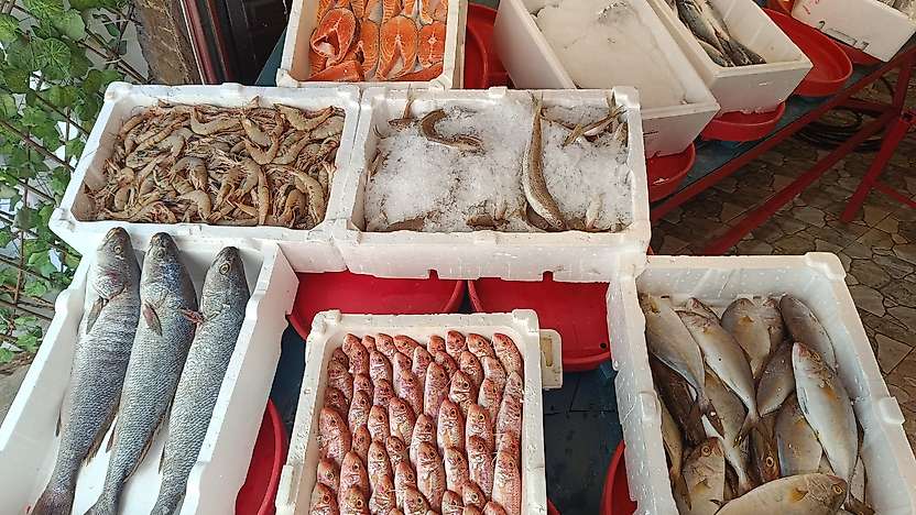 Siirt'te Balık Fiyatları Belli Oldu: Kış Yaklaşırken Talep Artıyor