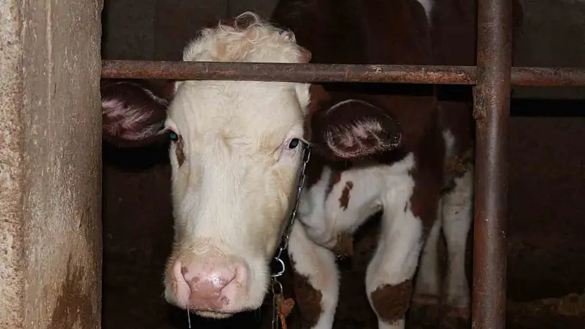 Siirt'te besicinin 3,5 ayda 54 büyükbaş hayvanı telef oldu: Zarar 8 milyon lirayı buldu