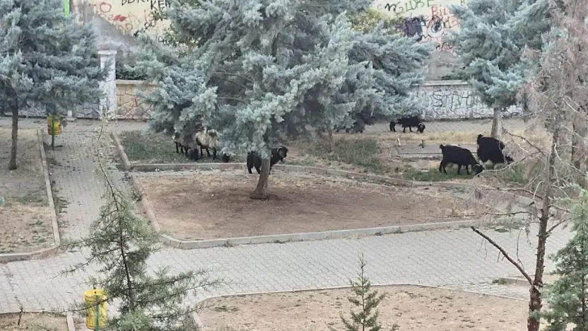 Siirt'te Çocukların Parkı Bakımsızlığa Teslim Oldu, Keçiler Otlamaya Başladı