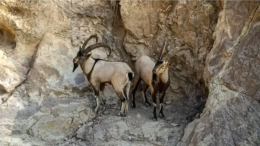 Siirt'te Doğa Koruma'dan Tepki Çeken İhale: Yaban Keçileri Av Turizmi İçin Satışa Çıkarılıyor