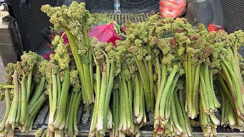 Siirt'te Doğal Olarak Yetişen 'Rebez' veya 'Işkın' Kökü Yeni Ürünle Gündemde: Işkınax Raflarda Yerini Aldı