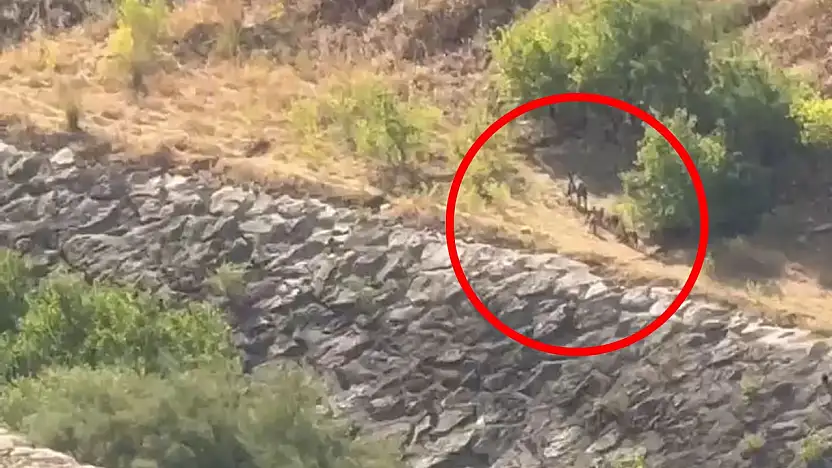 Siirt'te Domuz Sürüsü Kameraya Yansıdı