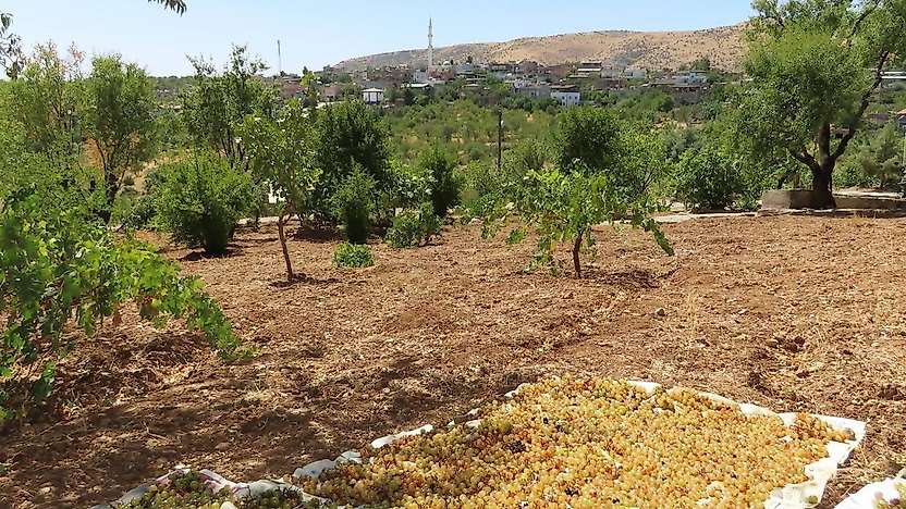 Siirt'te Eylül Ayıyla Birlikte Kuru Üzüm Mesaisi Başladı