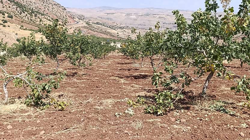 Siirt'te Fıstık Bahçelerine Domuz İstilası