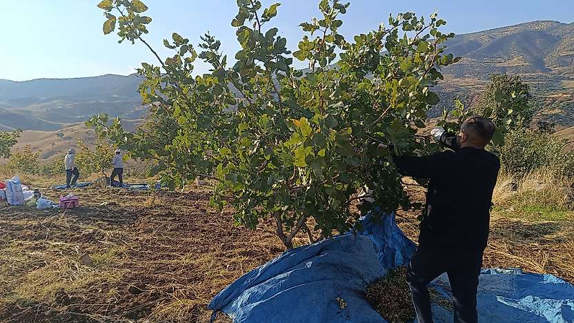 Siirt'te Fıstık Hasadı Sürüyor: Üreticiler Günün İlk Işıklarıyla Tarlada