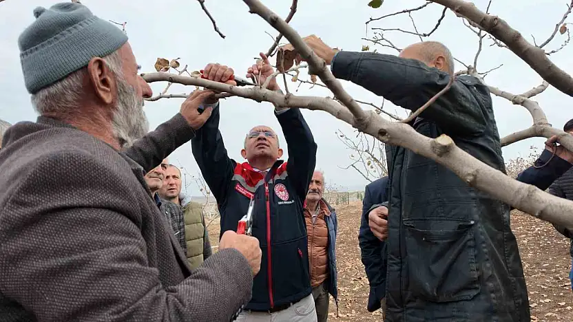 Siirt'te fıstık üreticilerine teorik ve pratik 'budama' ile 'gübreleme' eğitimi