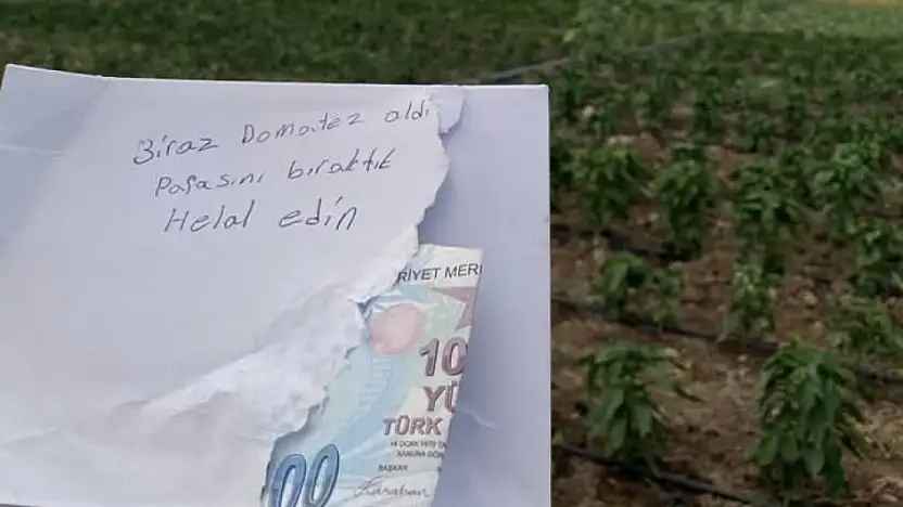 Siirt'te Girdiği Tarladan Domates Alan Vatandaş, Parasını Ve Helallik Notunu Bıraktı