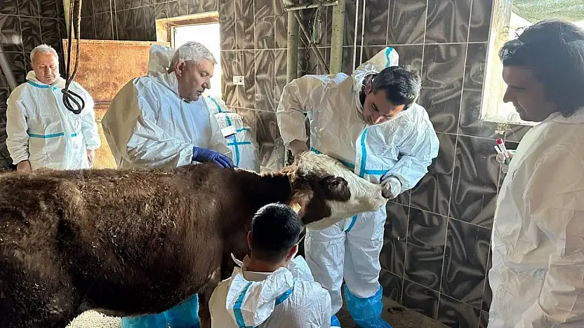 Siirt'te hayvan ölümleri alarm verdi: Ekipler sahaya indi