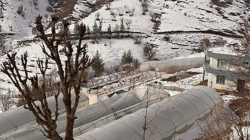 Siirt'te kar yağışında zarar gören seralarda hasar tespit çalışması yapıldı