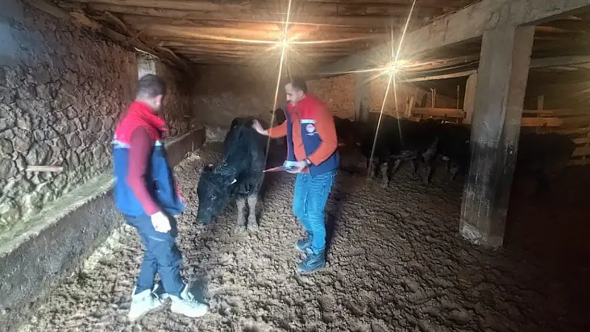 Siirt'te kırsalda hayvancılığa destek sahada karşılığını buluyor