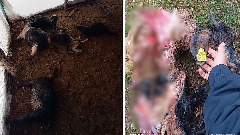 Siirt'te 4 Kurt Ağıla Girdi: 15 Koyun Telef Oldu, Aile Yardım Bekliyor