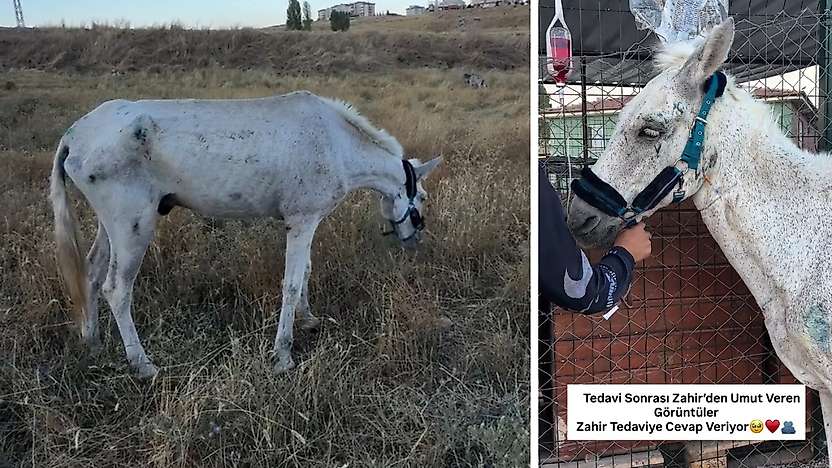 Siirt'te Ölüme Terk Edilen Zahir, Artı Siirt'in Paylaşımıyla Kurtarıldı