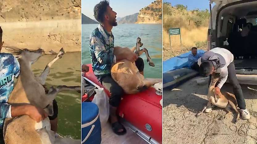 Siirt'te Örnek Davranış: Yaralı Dağ Keçisini Bulup Yetkililere Teslim Ettiler