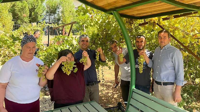 Siirt'te Özel Bireyler Üzümleri Hasat Etti