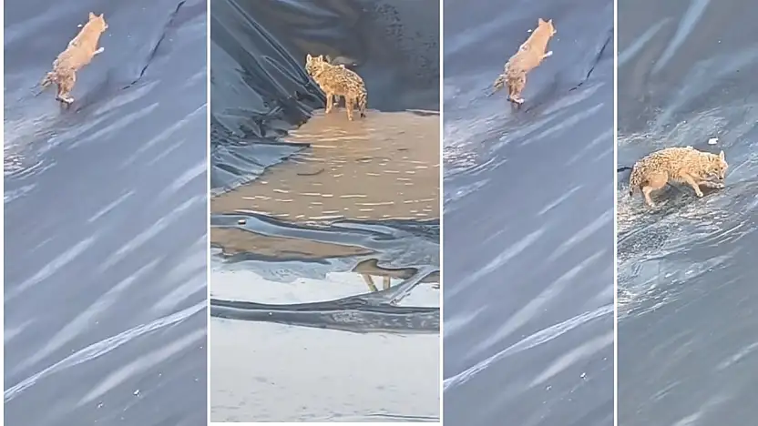 Siirt'te Petrol Sahasında Kurt Paniği: Su Havuzuna Düşen Kurt Zor Anlar Yaşadı