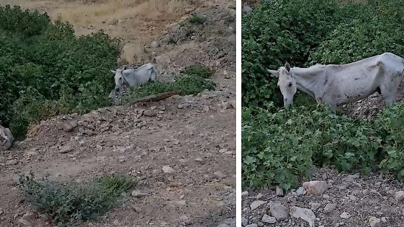 Siirt'te Sahipsiz Bırakılan At İçin Yetkililere Çağrı
