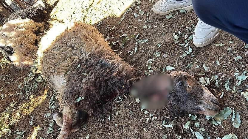 Siirt'te Sahipsiz Köpekler Ahıra Girdi: 3 Kuzu Telef Oldu