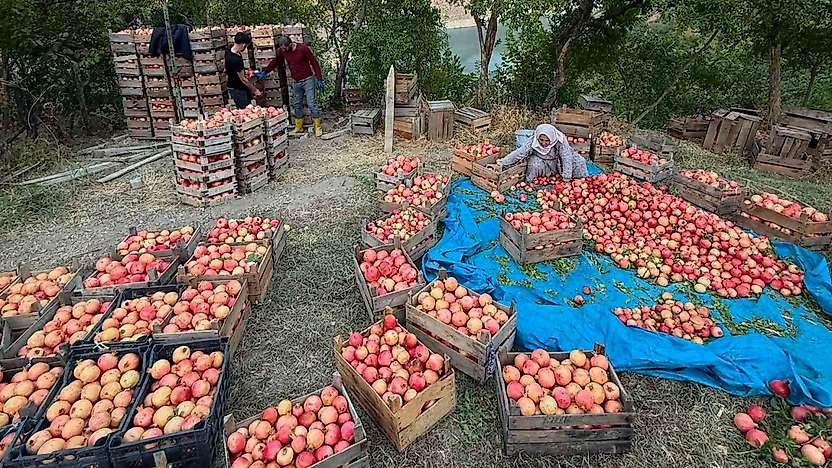 Siirt'te Turizm Tartışması: Pervari'nin Nar Hasadı Turları Van'dan Düzenleniyor